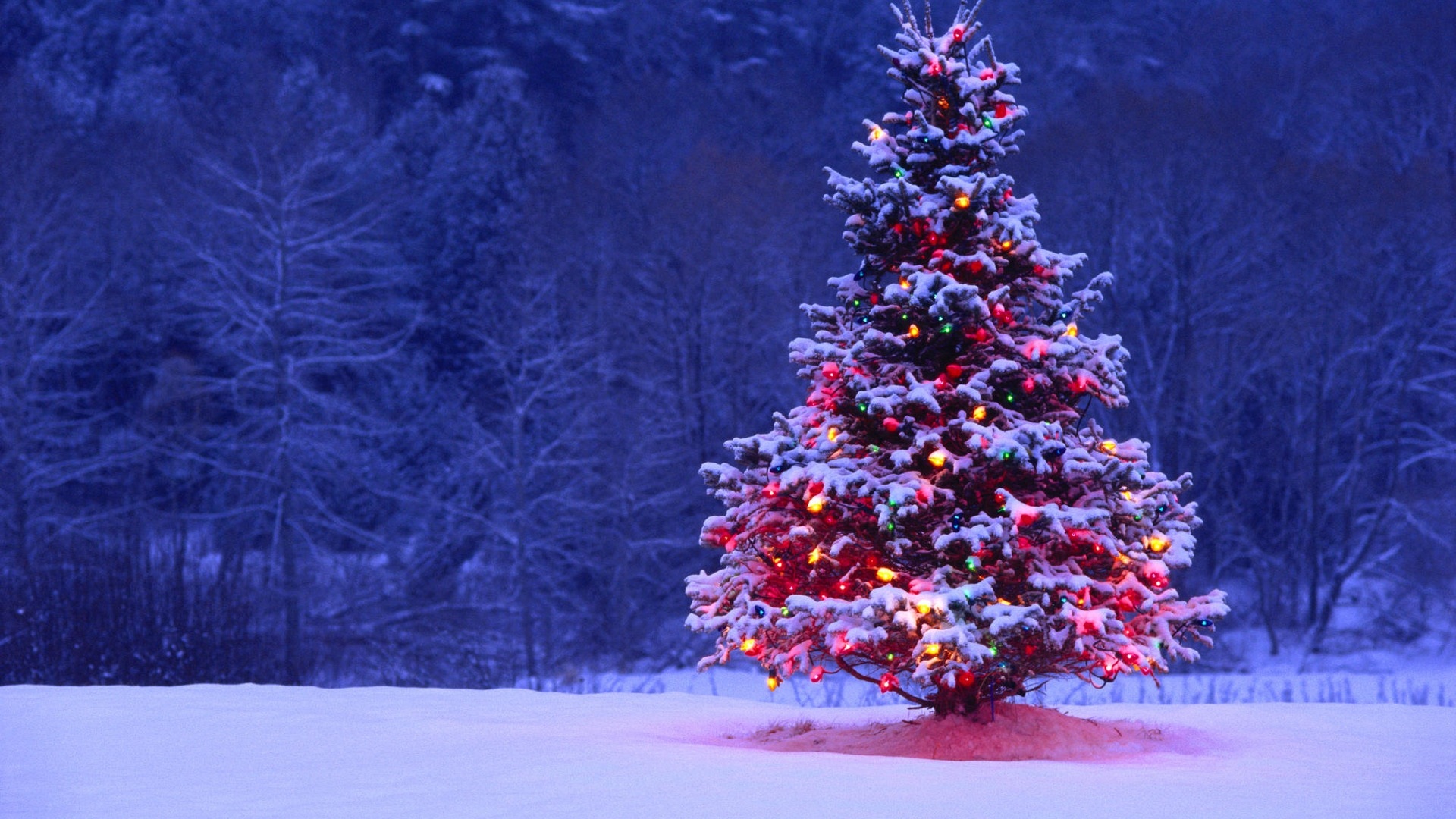 beautiful-christmas-trees-xidzzwkd
